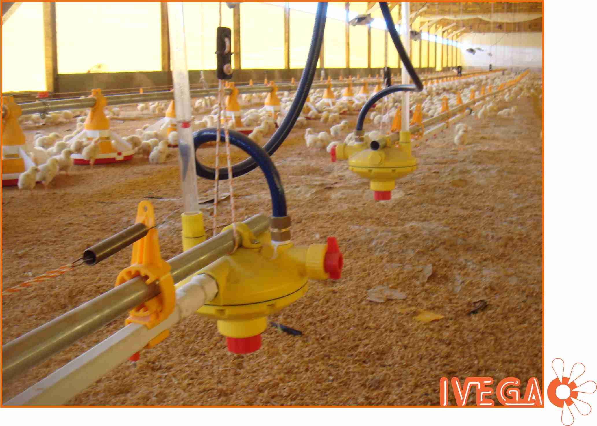 Regulador de presion en mitad de linea se un sistema de bebederos nipple IVEGA