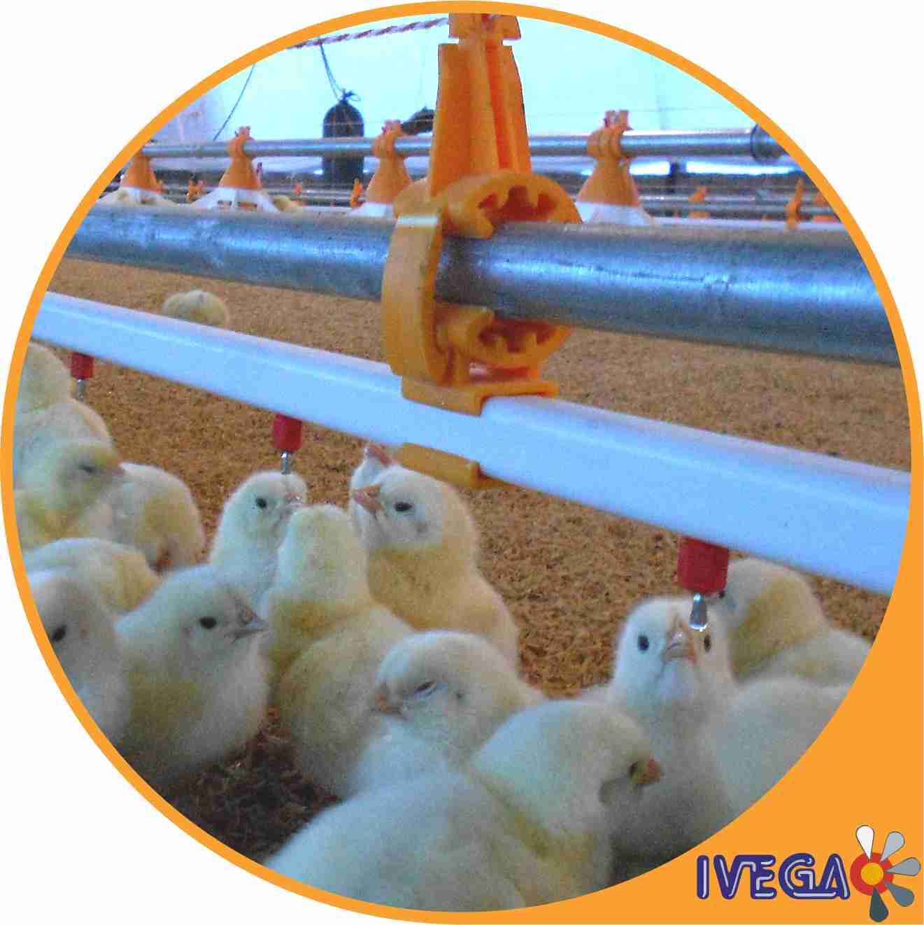 Bebedero automatico para pollos, pollitos, gallinas, pavos y patos, se observa el cañode pvc cuadrado con nipples  y como los pollitos bb toman la gotita pendiente que  no moja la cama, alto caudal, hidratacion correcta