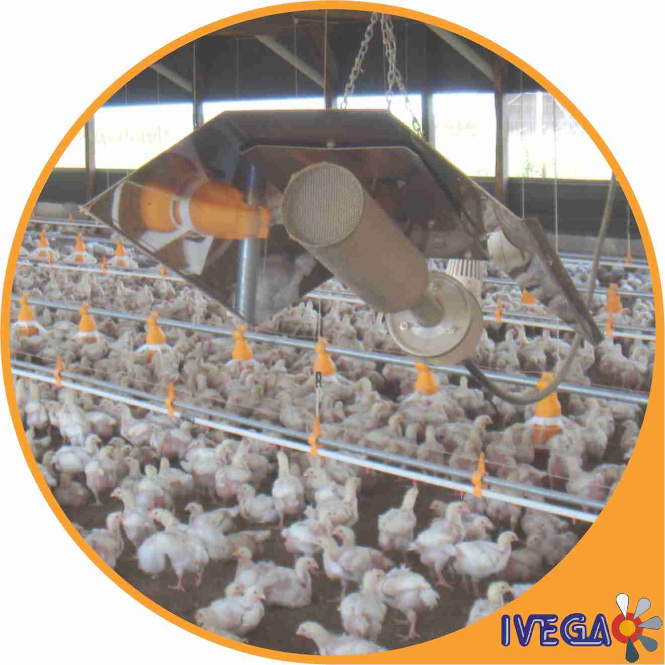 Estufas para 2000 pollos de 10000 w, para galpones de parrilleros