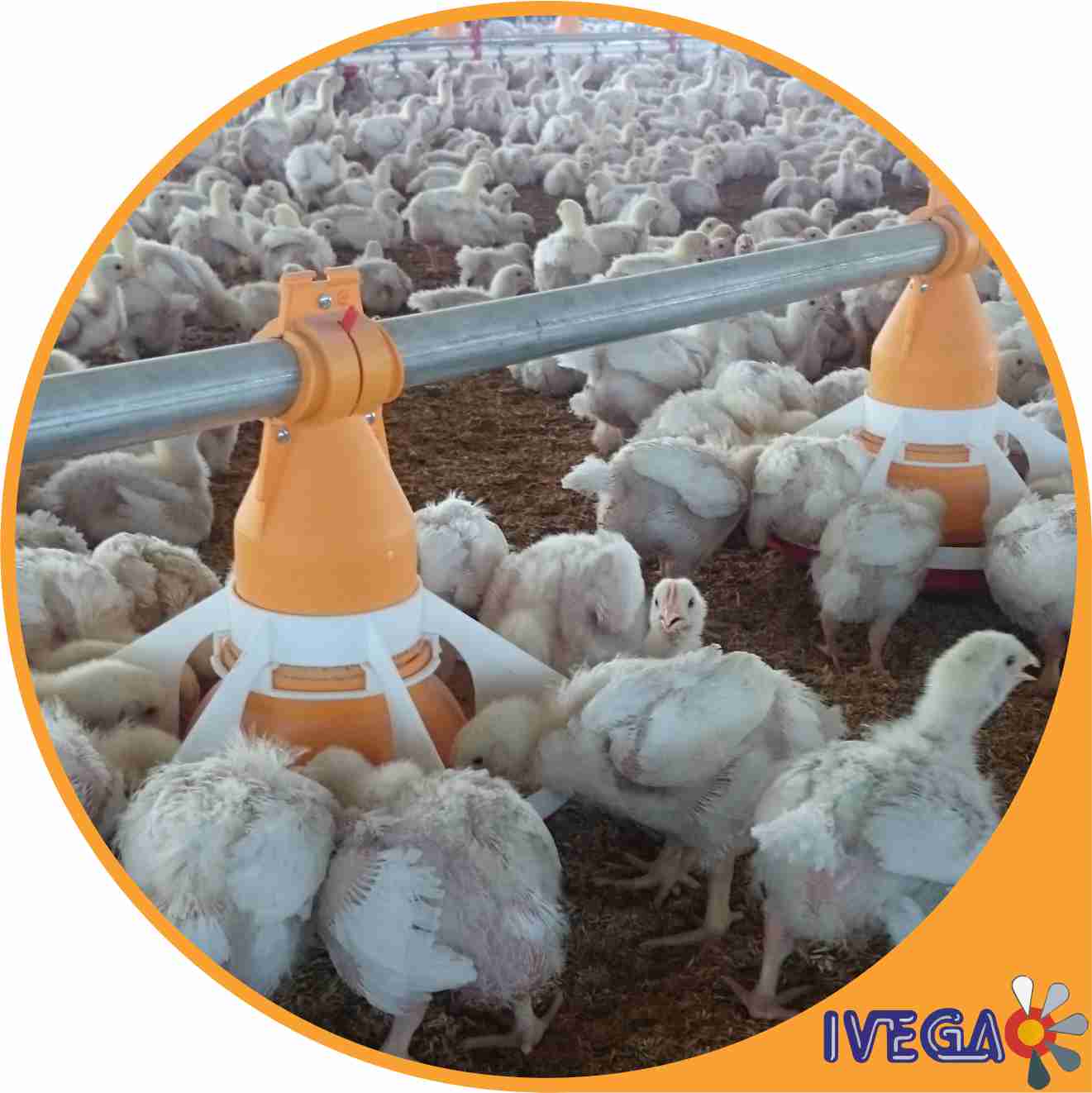 plato ivega de comedero automático apoyado en el piso, pollos parrilleros alimentandose a su alrededor en galpon o granja avicola