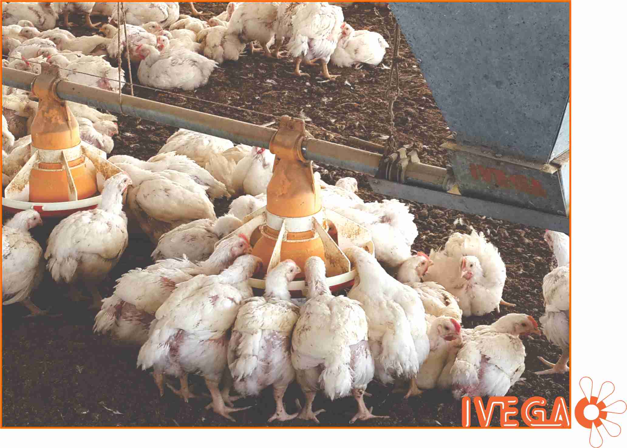Plato del sistema utomatico de comederos para pollos IVEGA